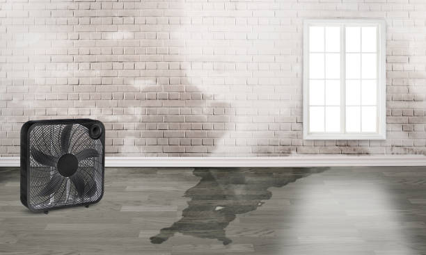 Best Carpet water damage restoration  in Big Pine Key, FL